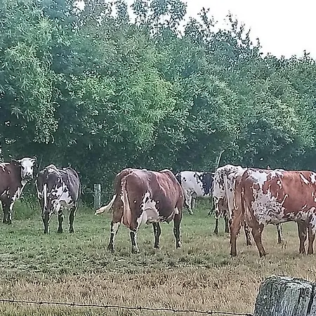 Familial Le Tanis Pontorson