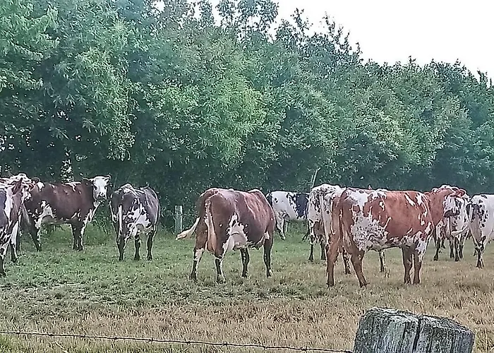 Familial Le Tanis Pontorson